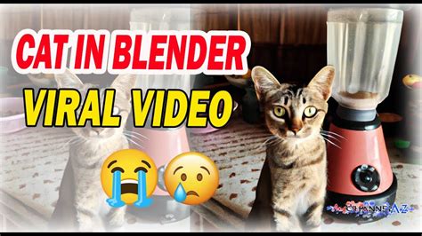 who put a cat into a blender|Saw the cat in blender video cant get it out of my mind